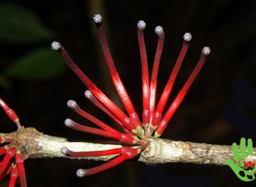 Tầm gửi trung bộ