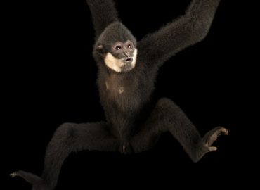 Vượn đen siki