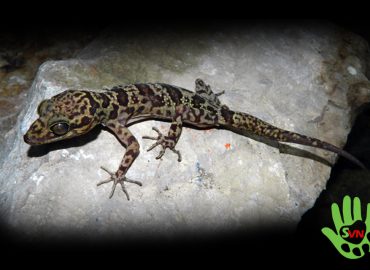 Thằn lằn ngón sơn